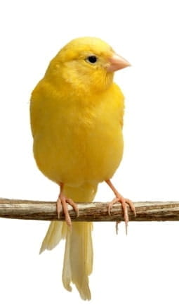 picture of a canary bird